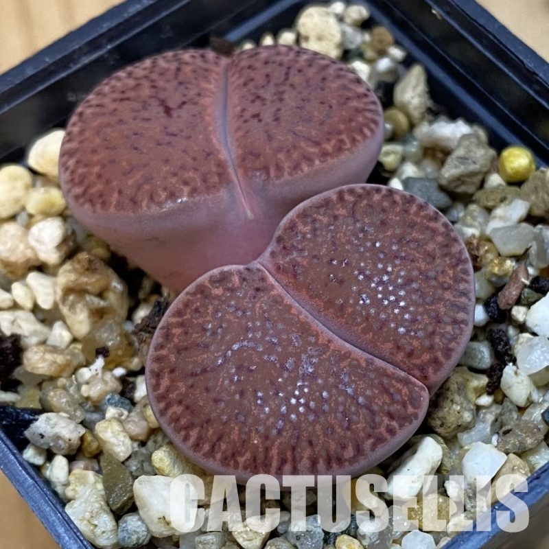 SH32694 Lithops bromfieldii ‘Embers’ C393A