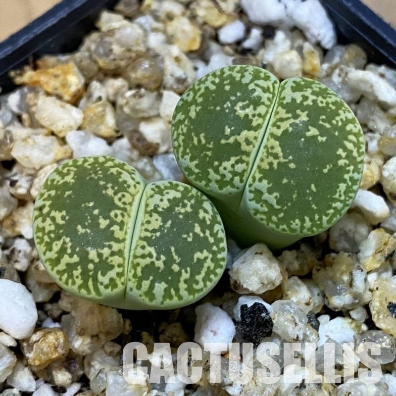 SH32695 Lithops lesliei v. albinica