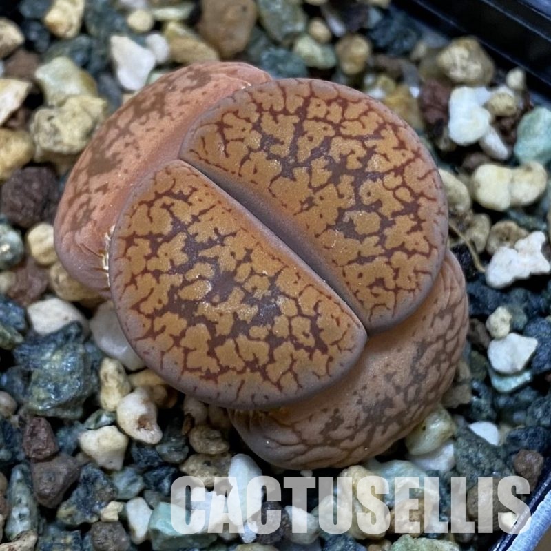 SH32667 Lithops aucampiae ‘Red Selection’ L 2-9
