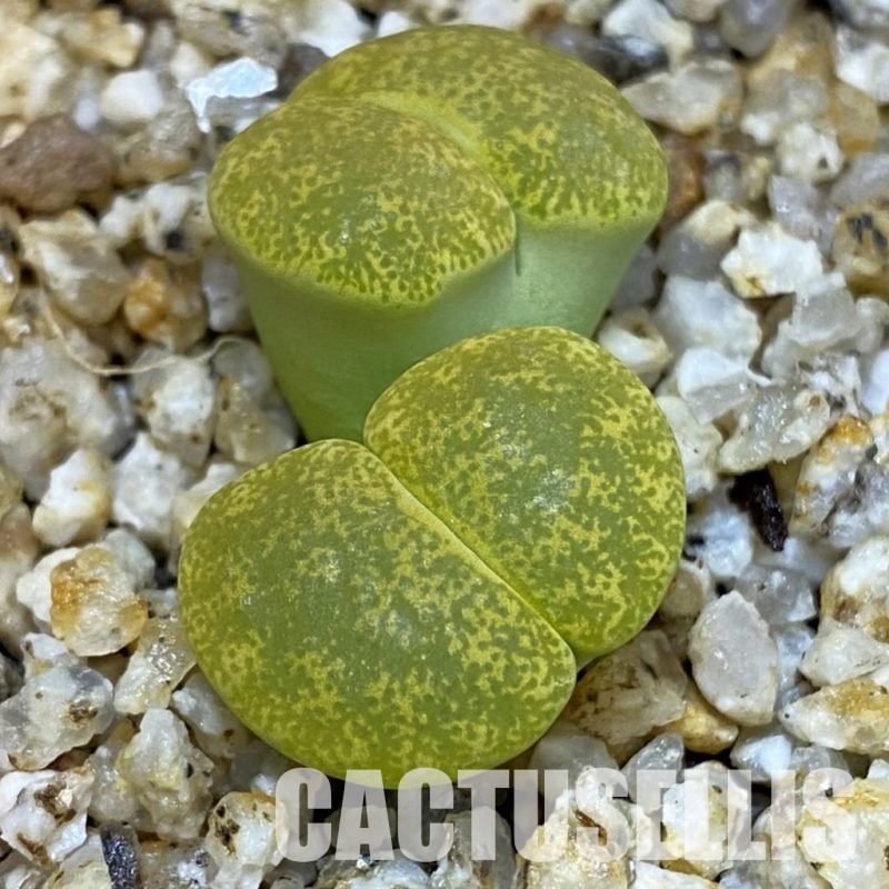 SH32696 Lithops lesliei v. albinica