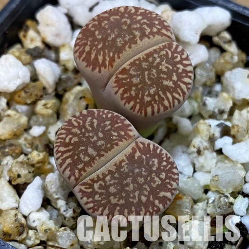 SH32697 Lithops aucampiae v. eunicea