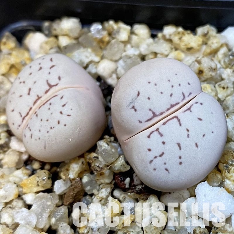 SH32698 Dinteranthus vanzylii