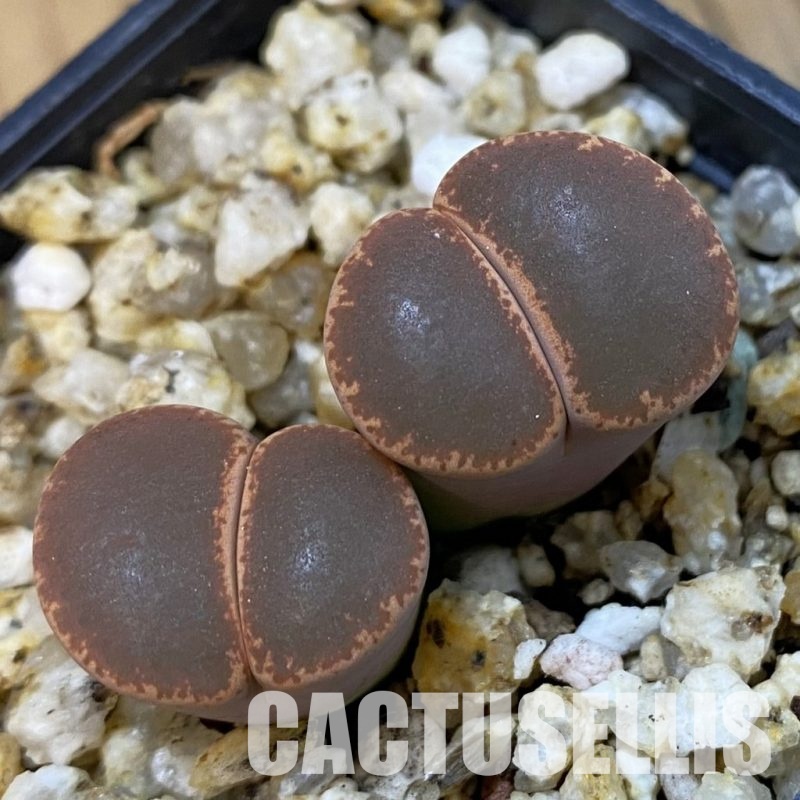 SH32699 Lithops lesliei