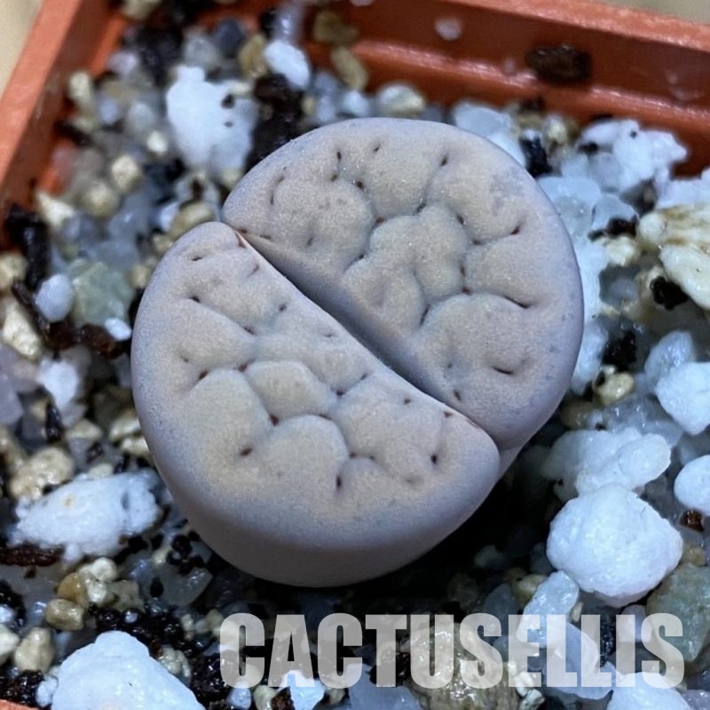 SH32700 Lithops karasmontana C168