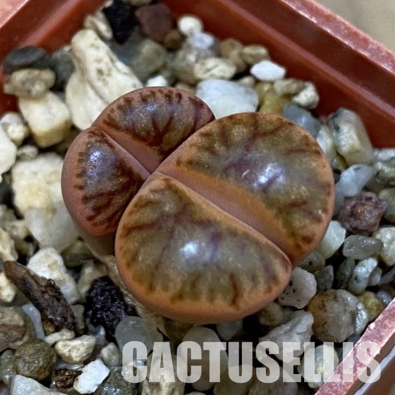 SH32701 Lithops bromfieldii ‘Coral’