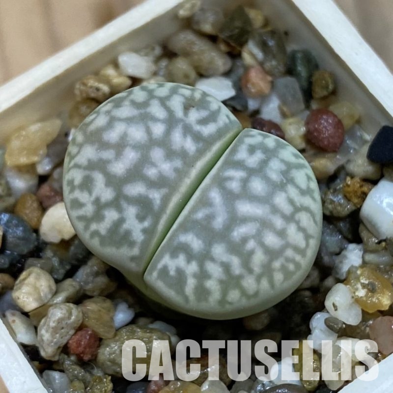 SH32703 Lithops marmorata v. elisae