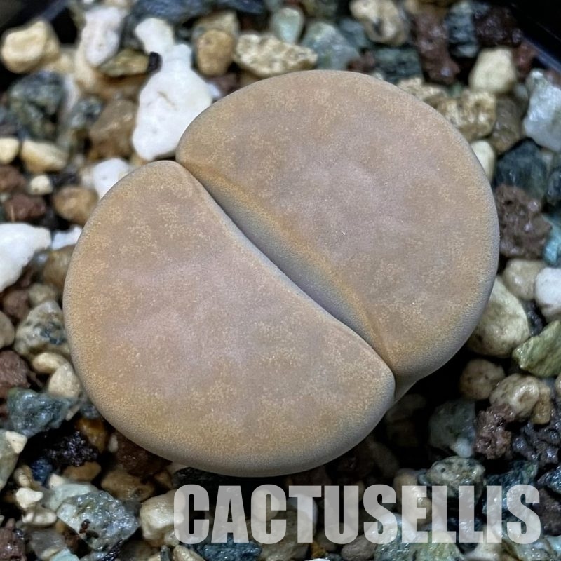 SH32668 Lithops karasmontana v. opalina