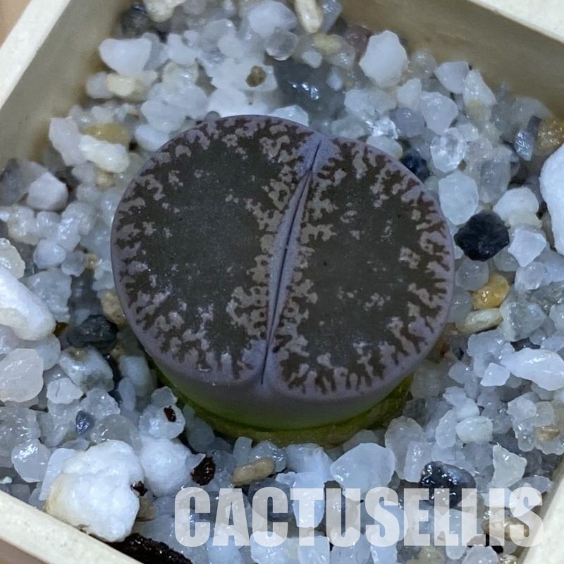 SH32704 Lithops lesliei v. venteri