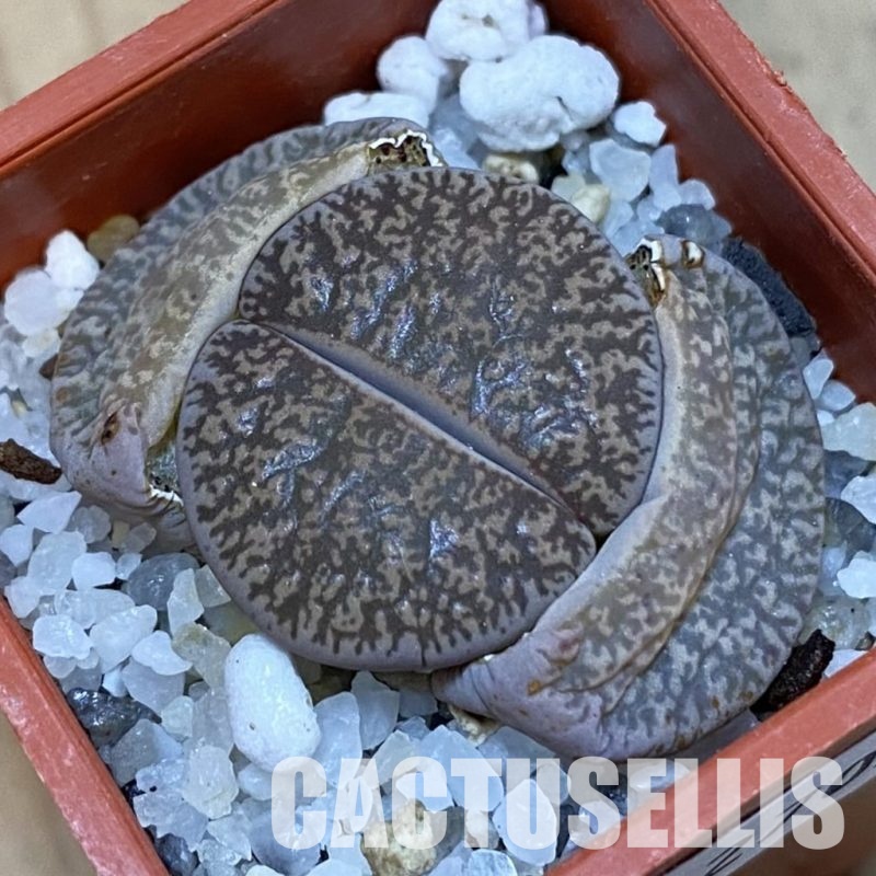 SH32705 Lithops lesliei v. venteri