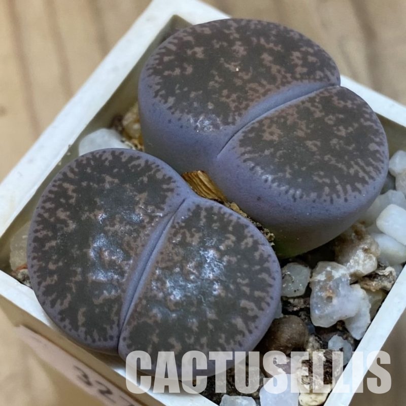 SH32706 Lithops lesliei f. grey SH1652