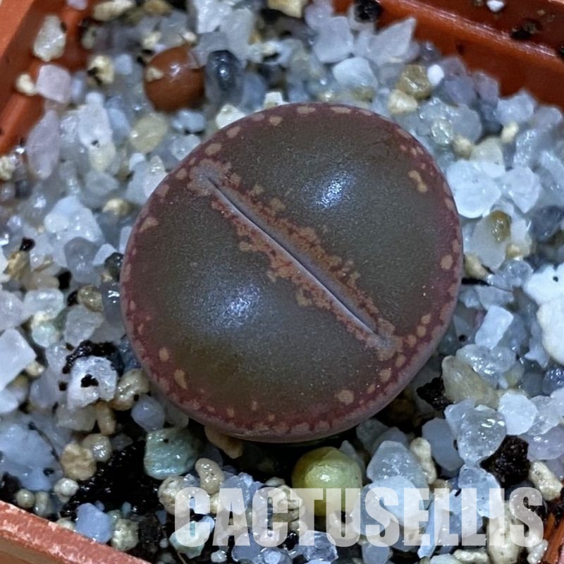 SH32707 Lithops aucampiae 'Rubrobrunneus'