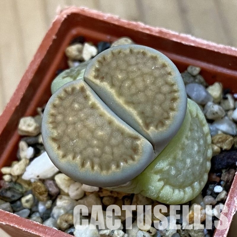 SH32708 Lithops hallii v. ochracea C111A