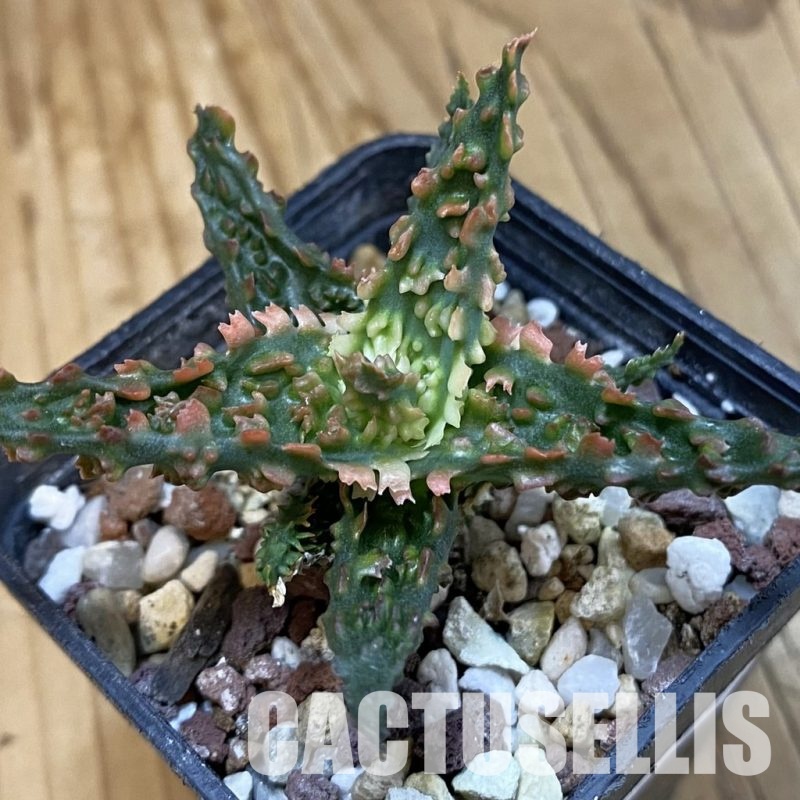 SH32781 Aloe TCT hybrid