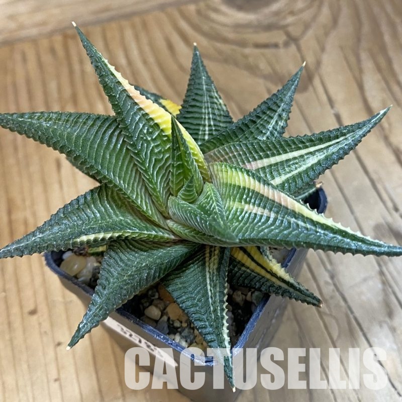 SH32783 Haworthia limifolia f. variegata