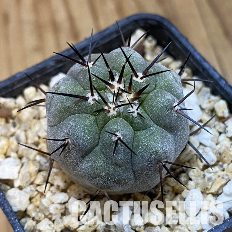 SH32752 Copiapoa cinerea -Perales-
