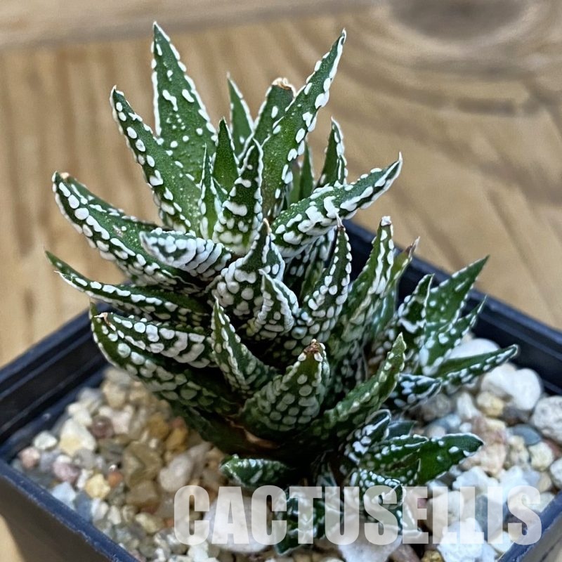 SH32784 Haworthia fasciata f. monstrosa