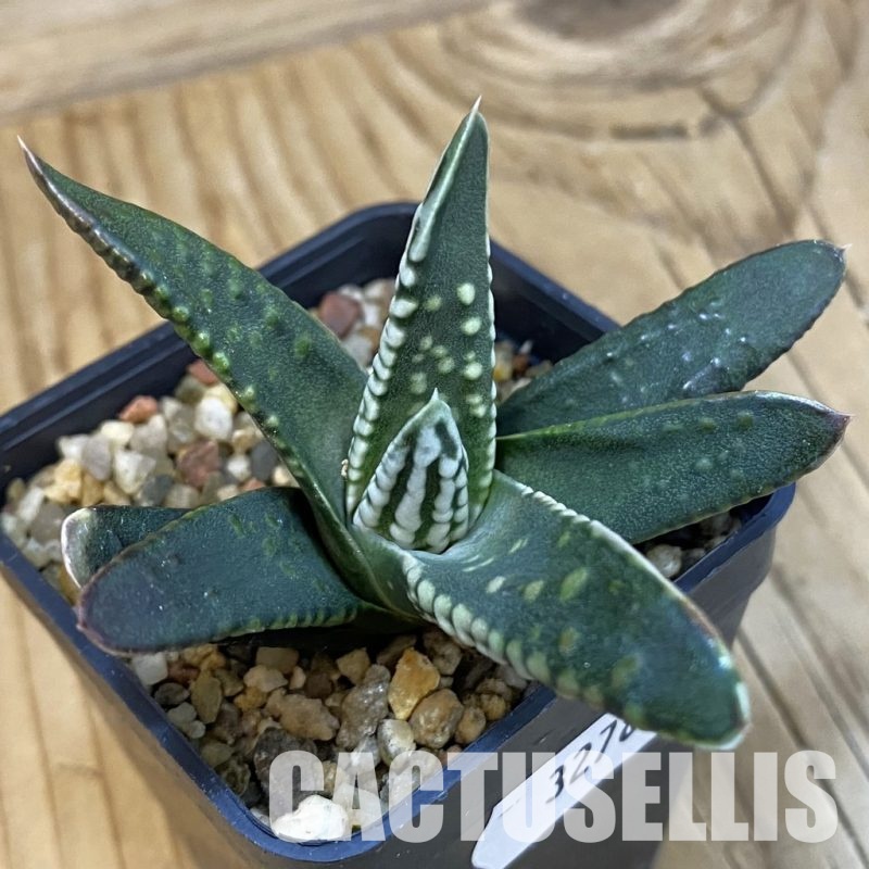SH32786 Haworthia pumila 'Emperor'