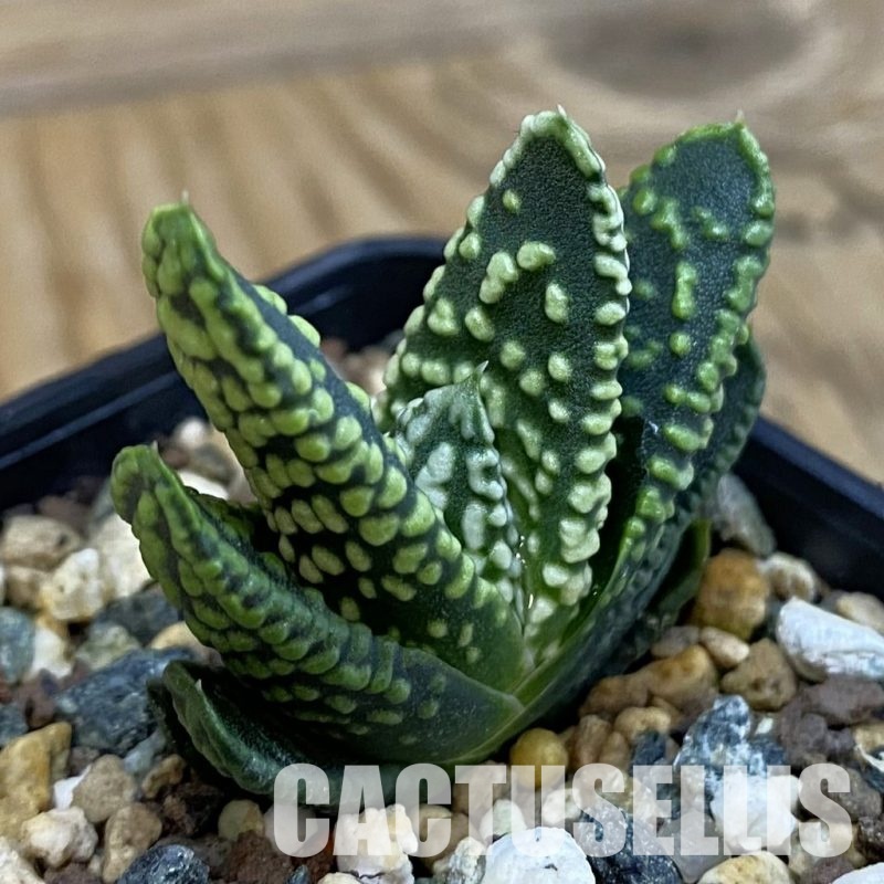 SH32787 Haworthia pumila SH