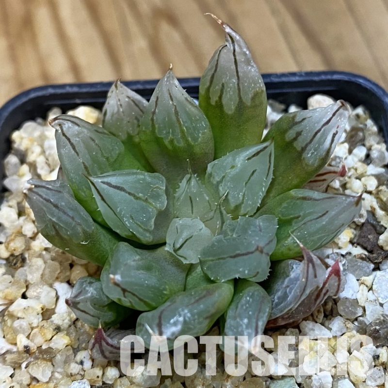 SH32788 Haworthia cooperi 'West Asia Tsuen'