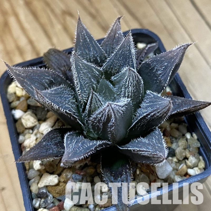 SH32789 Haworthia venusta hybrid