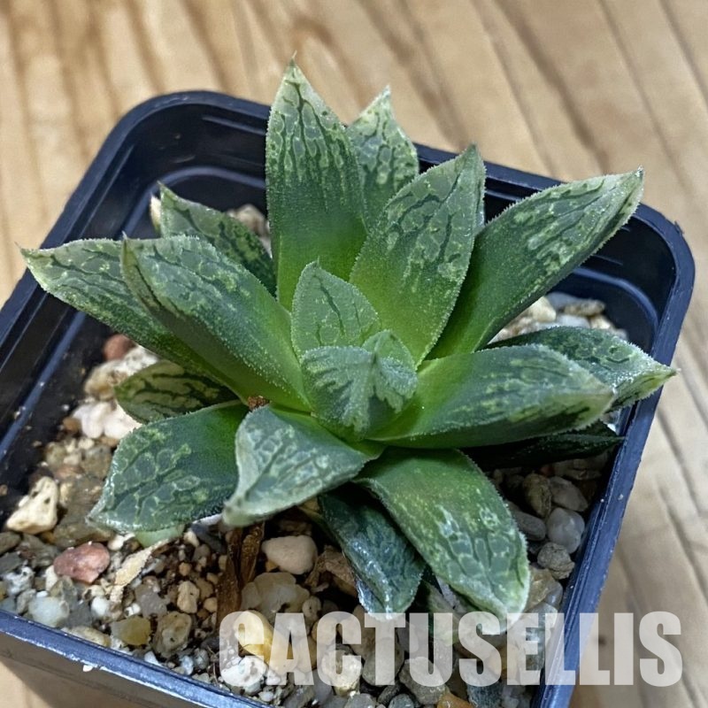 SH32792 Haworthia comptoniana ‘Mavka’ hybrid