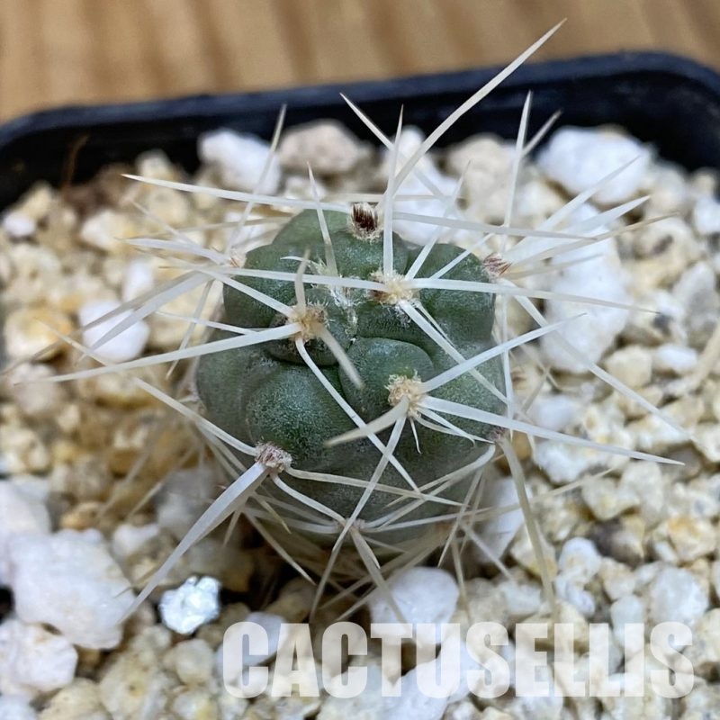 SH32753 Tephrocactus fiambalensis, seedling