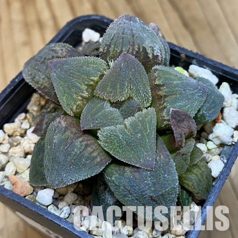 SH32794 Haworthia pygmaea f. crystallina 'Pink Form'