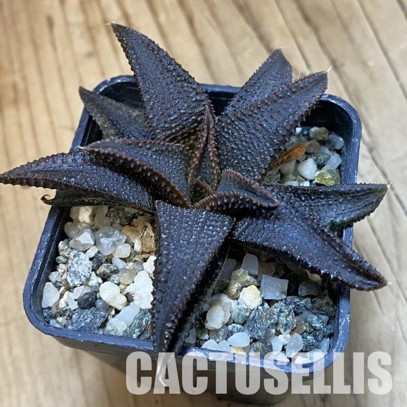 SH32796 Haworthia koelmaniorum