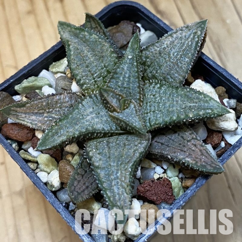 SH32800 Haworthia koelmaniorum 'Silver Tarantula'