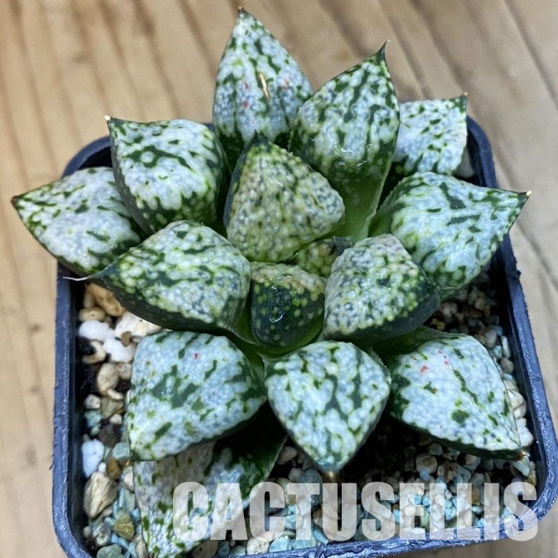 SH32801 Haworthia picta 'Pandora'