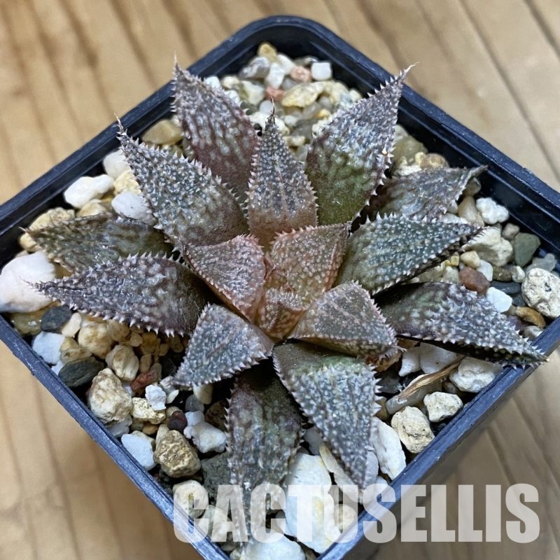 SH32802 Haworthia 'Hakuma'