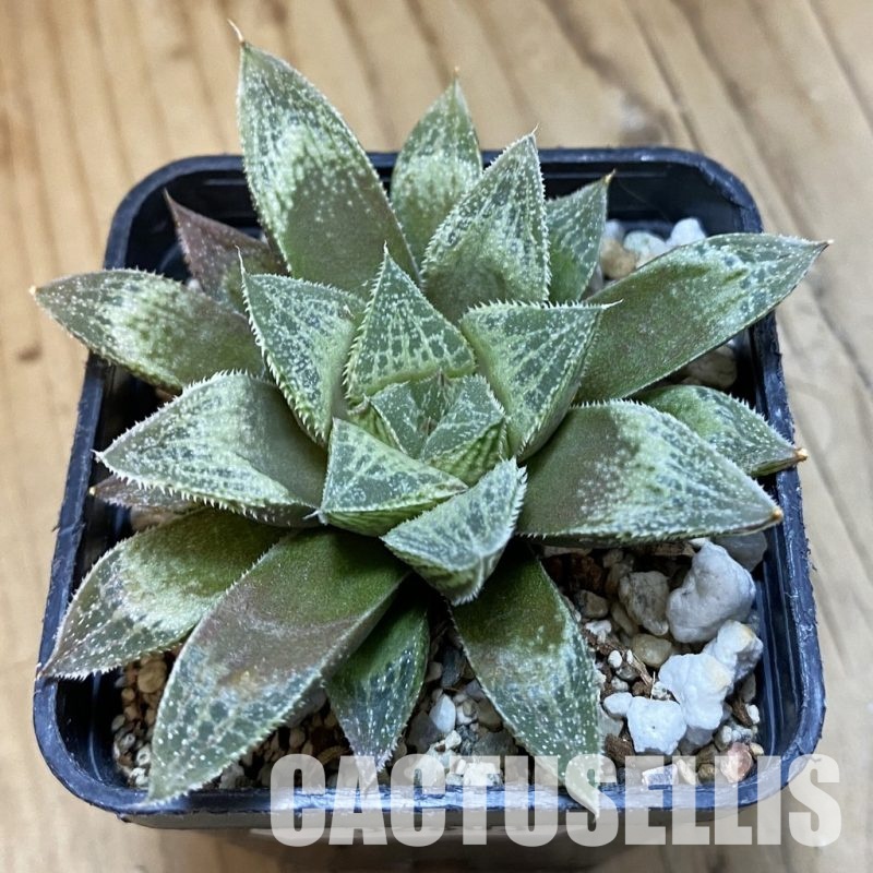 SH32803 Haworthia 'Sasameyuki' HWX-4