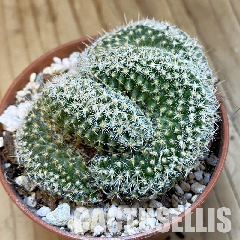 SH32823 Mammillaria perbella f. cristata