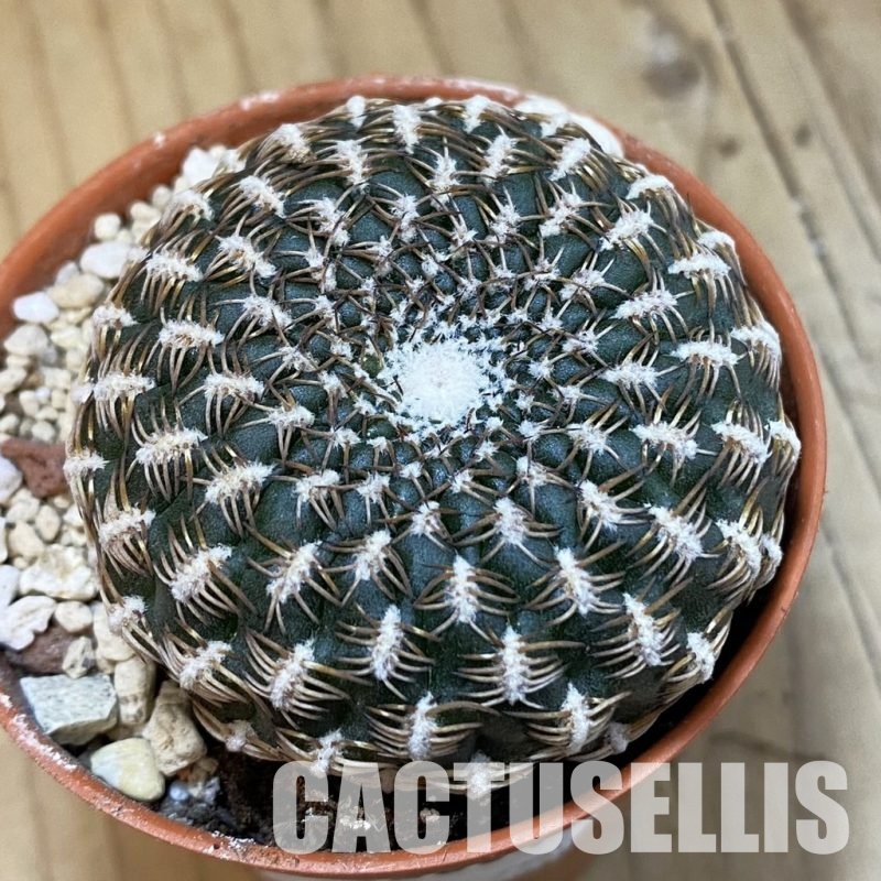 SH32804 Sulcorebutia arenacea