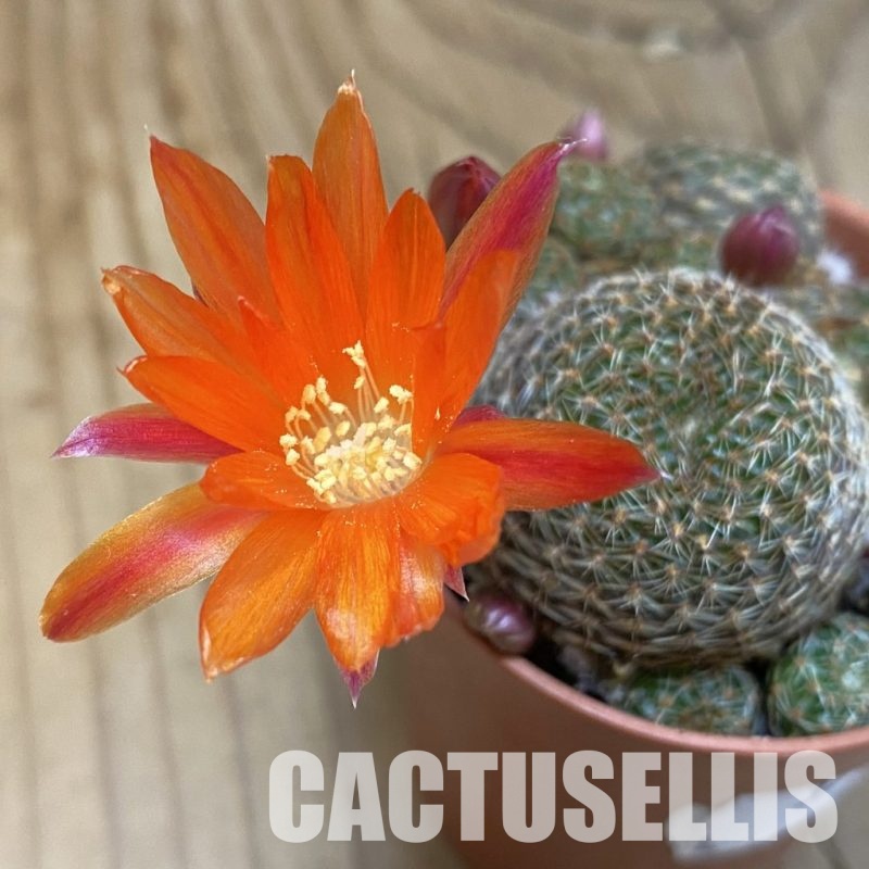 SH32805 Rebutia heliosa v. condorensis
