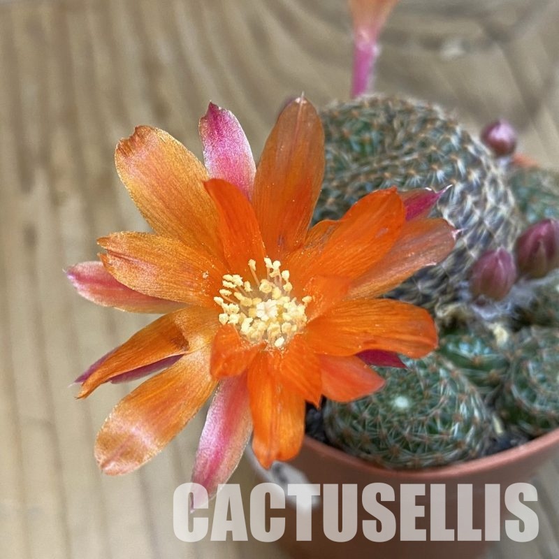 SH32806 Rebutia heliosa v. condorensis
