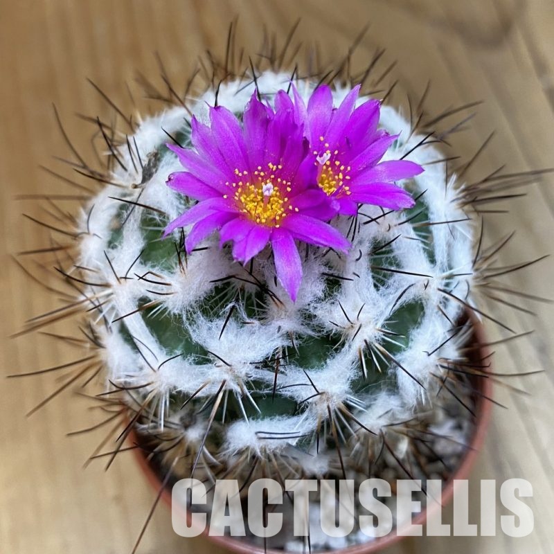 SH32807 Turbinicarpus saueri