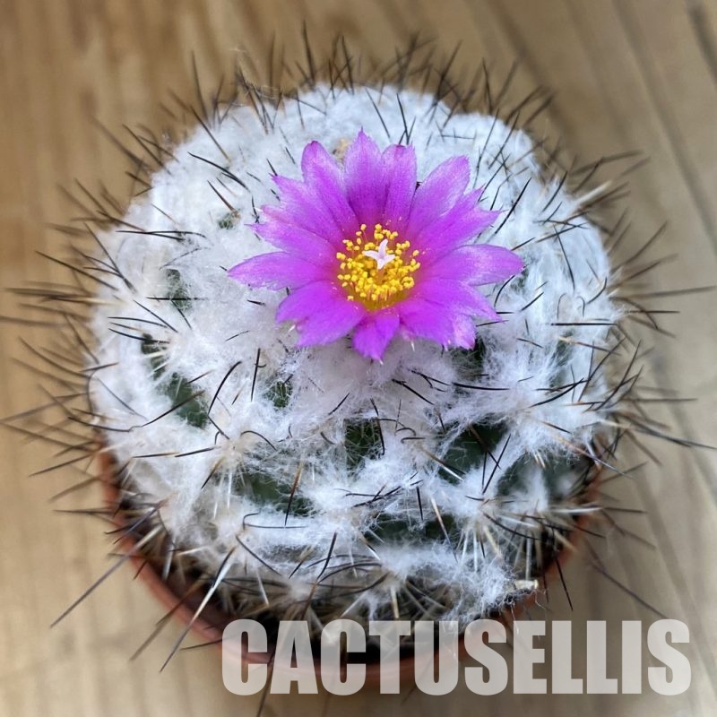 SH32808 Turbinicarpus saueri