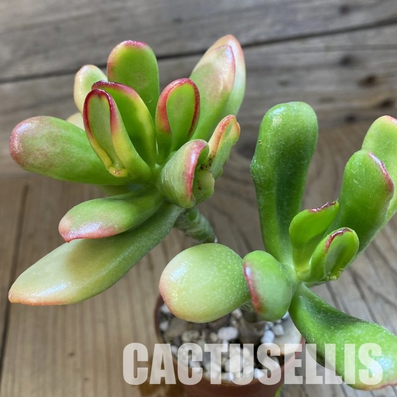 SH32811 Crassula ovata 'Hobbit Sunset'