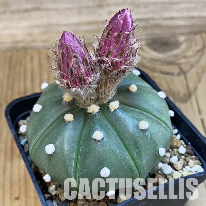 SH32749 Astrophytum asterias 'Akabana'