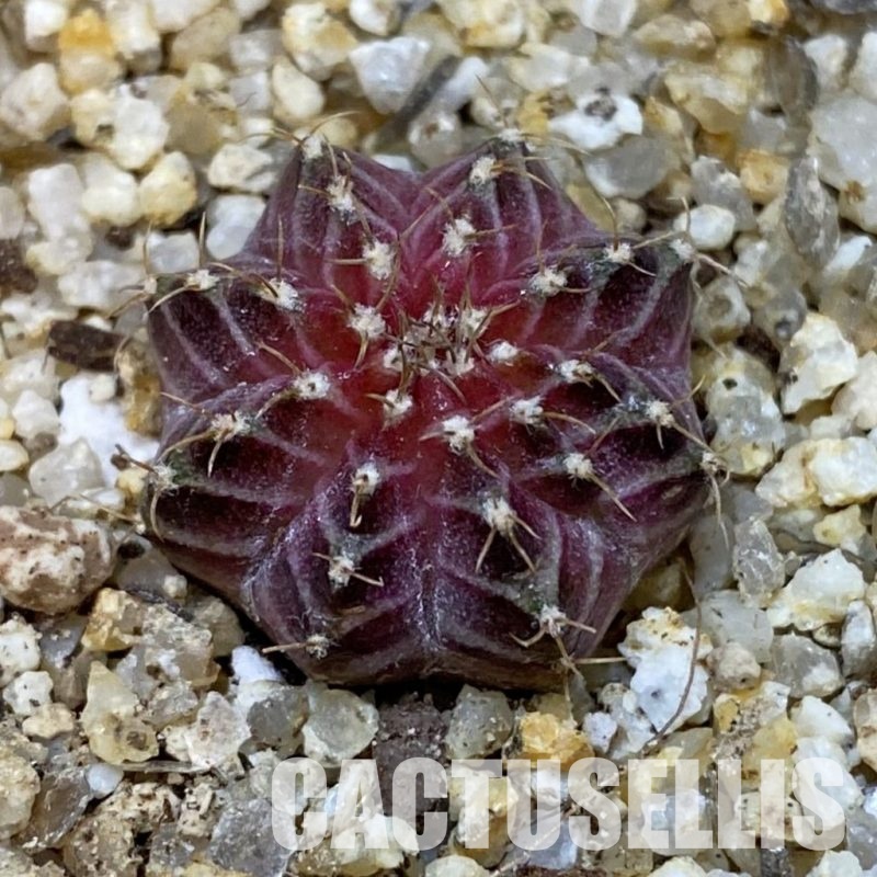 SH32755 Gymnocalycium mihanovichii ‘Neon’ hybrid
