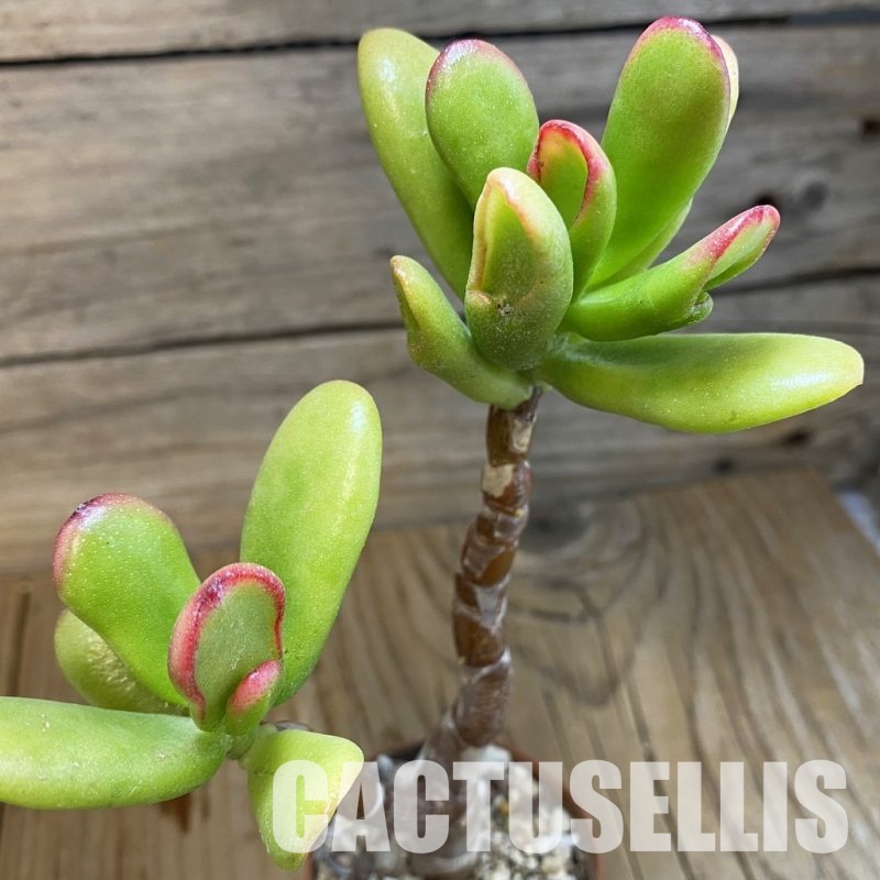 SH32812 Crassula ovata 'Hobbit Sunset'