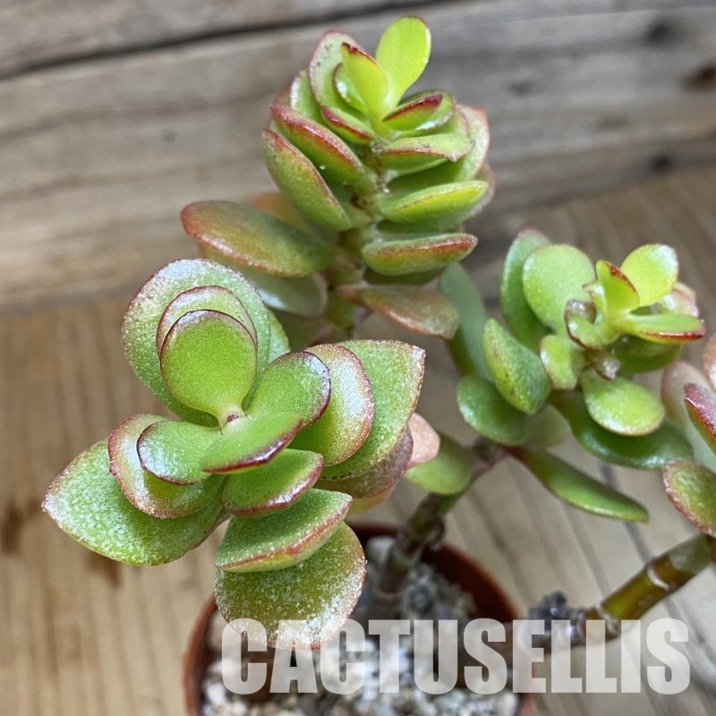 SH32813 Crassula ovata 'Minima'