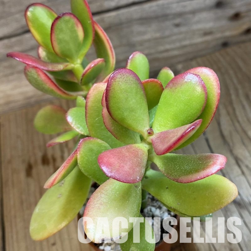SH32814 Crassula ovata 'Hummel's Sunset'