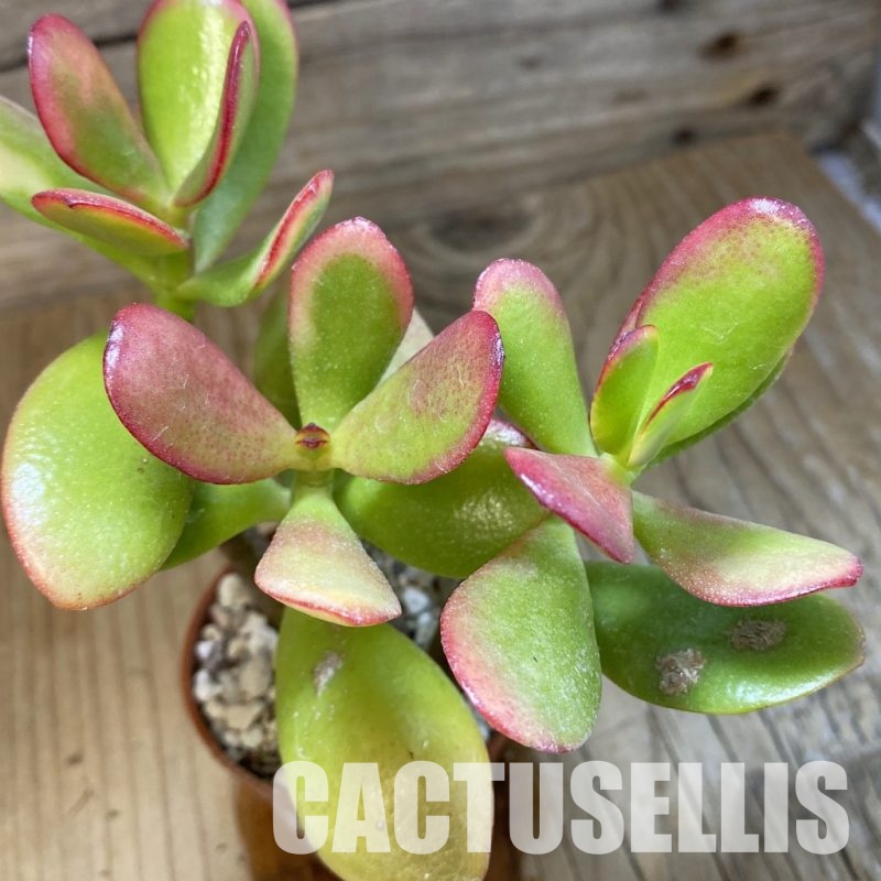 SH32815 Crassula ovata 'Hummel's Sunset'