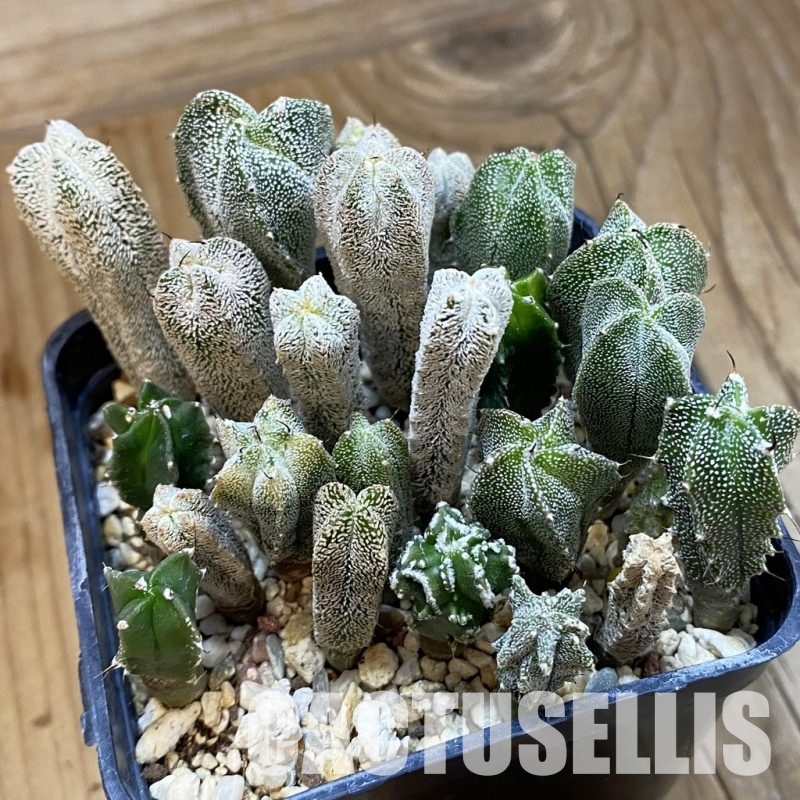 SH32816 Astrophytum myriostigma mix