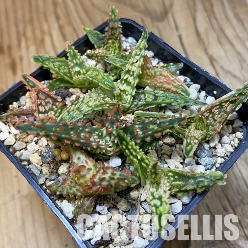 SH32817 Aloe TCT hybrid mix, seedling