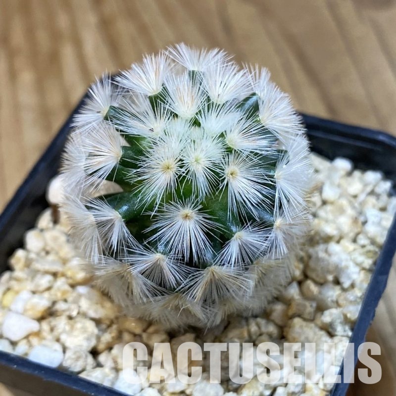 SH32819 Mammillaria carmenae hybrid