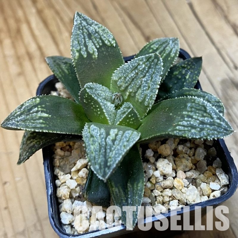 SH32820 Haworthia splendens hybrid