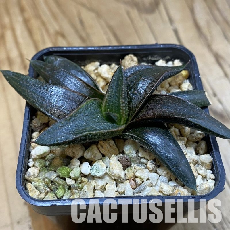 SH32821 Haworthia koelmaniorum hybrid
